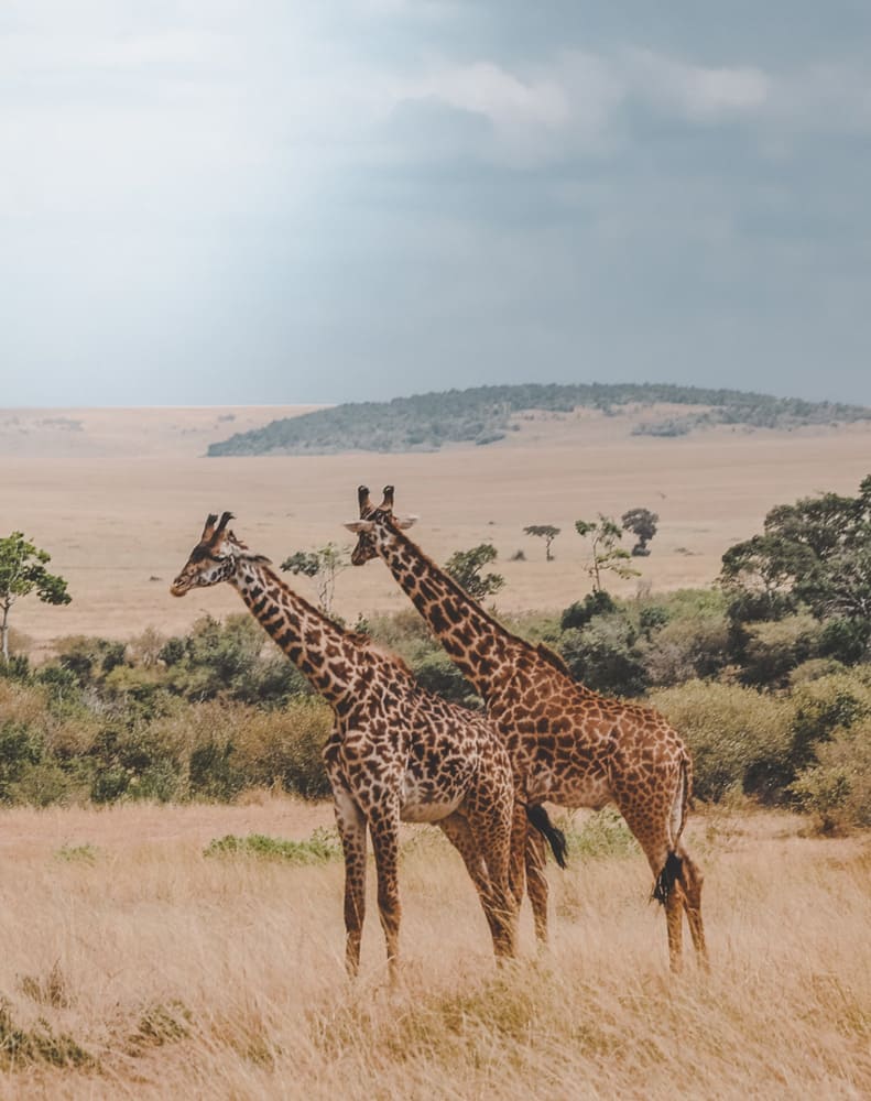 voyages spécialisés en Afrique