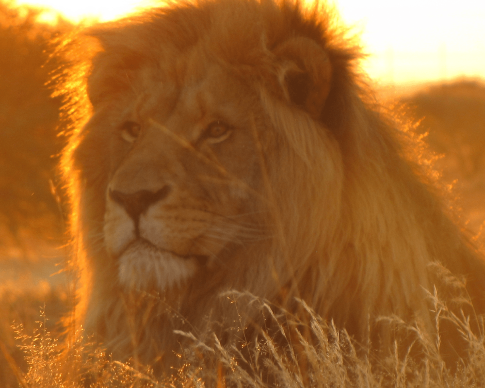 UKUTULA en Afrique du Sud : rencontre inoubliable avec les lions