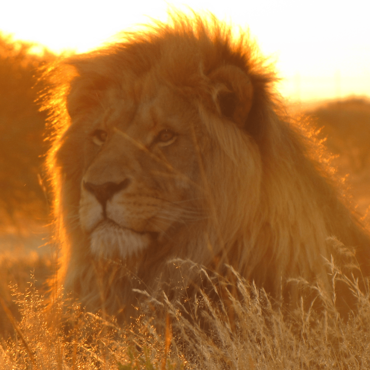 Read more about the article UKUTULA in South Africa: an unforgettable encounter with lions